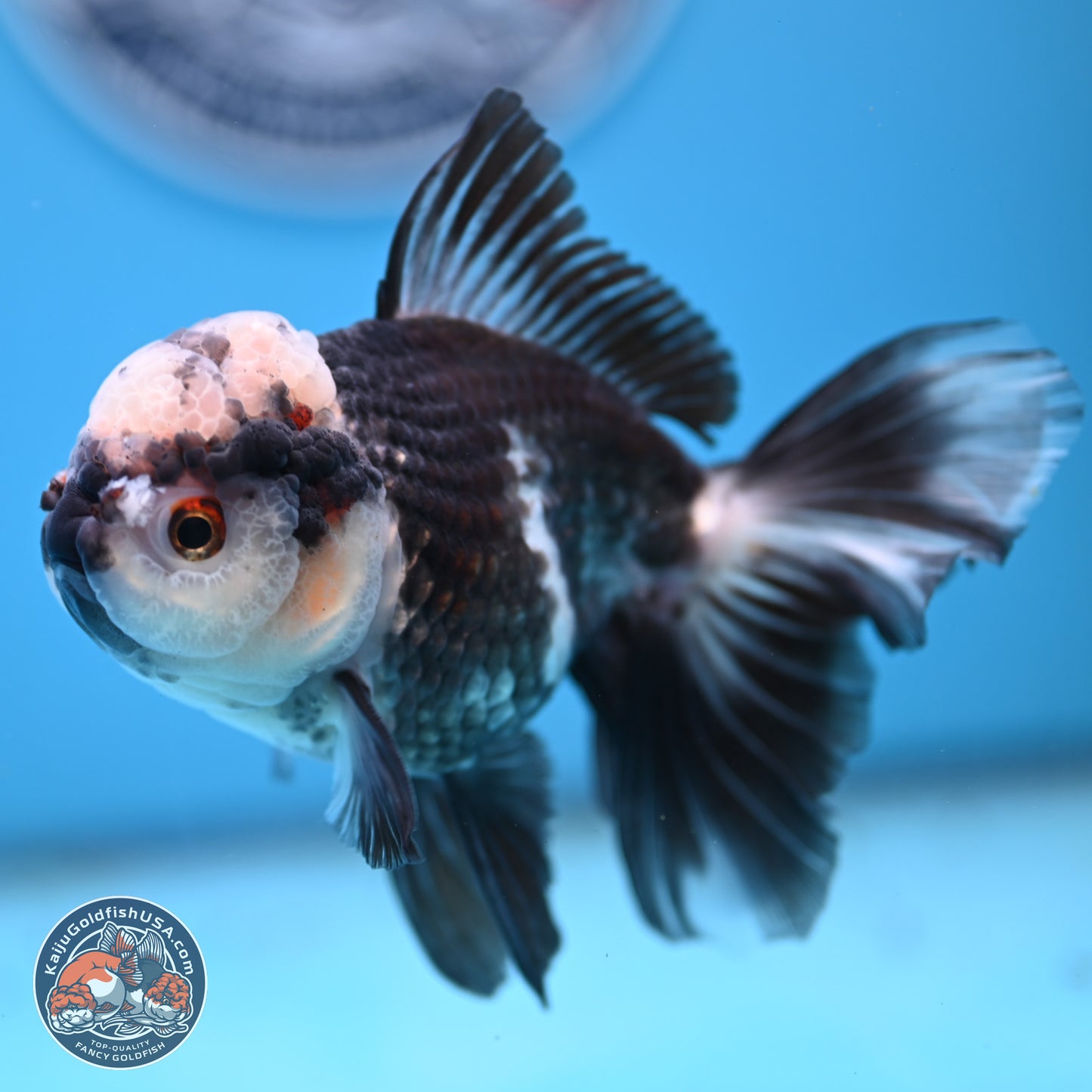 Panda Rose Tail Oranda 4.5 inches - Male (241206_OR10) - Kaiju Goldfish USA