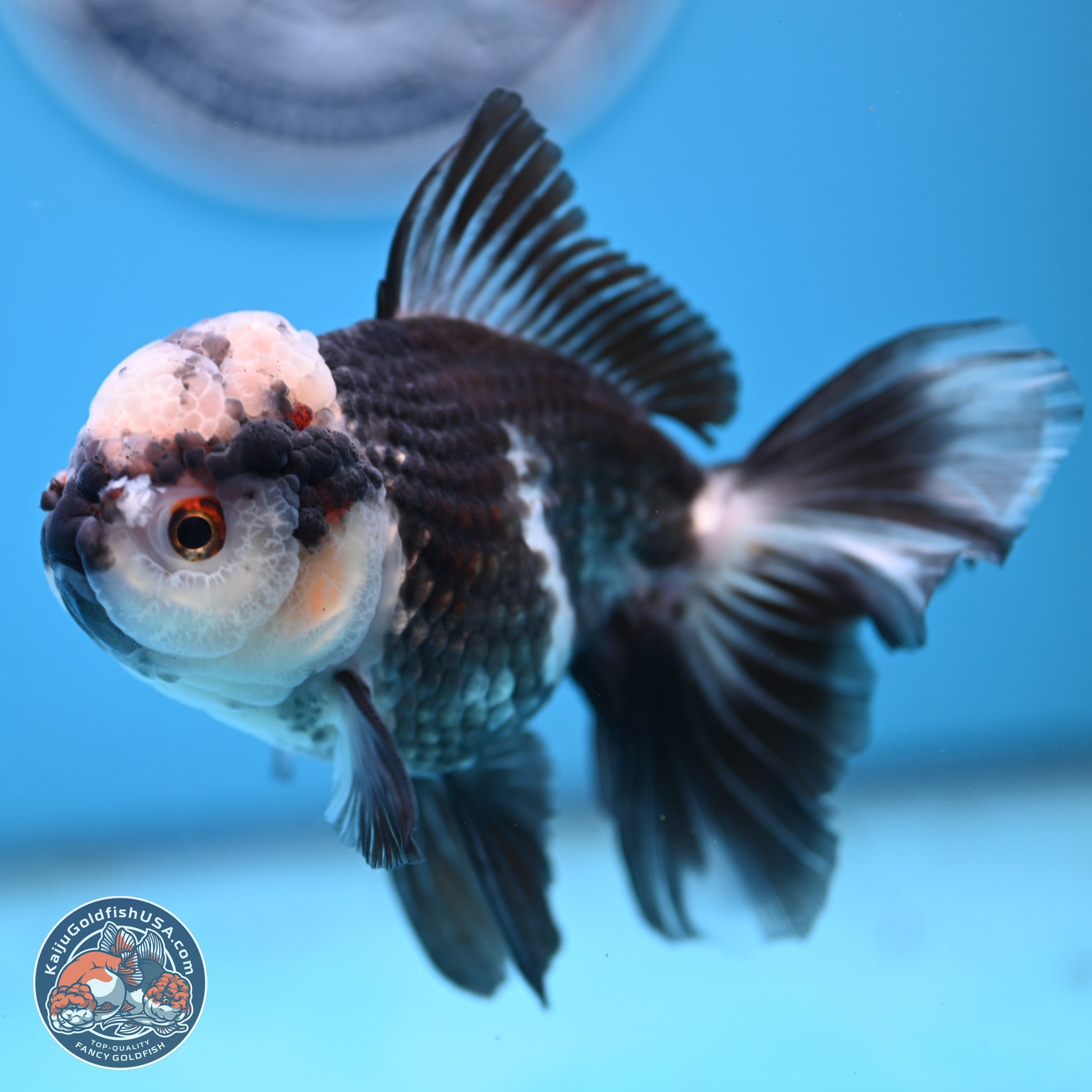 Panda Rose Tail Oranda 4.5 inches - Male (241206_OR10) - Kaiju Goldfish USA