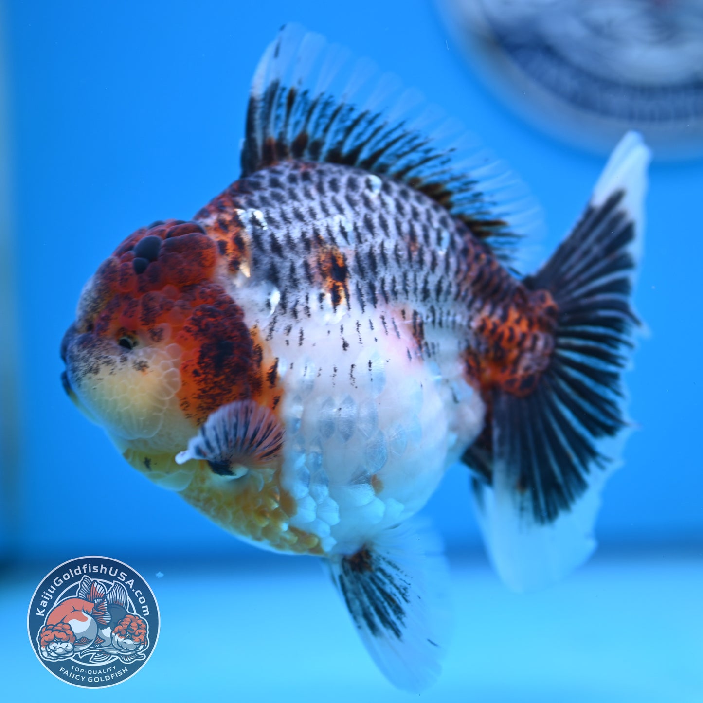 Grey Kirin Rose Tail Oranda 4 inches Body (250516_OR10)