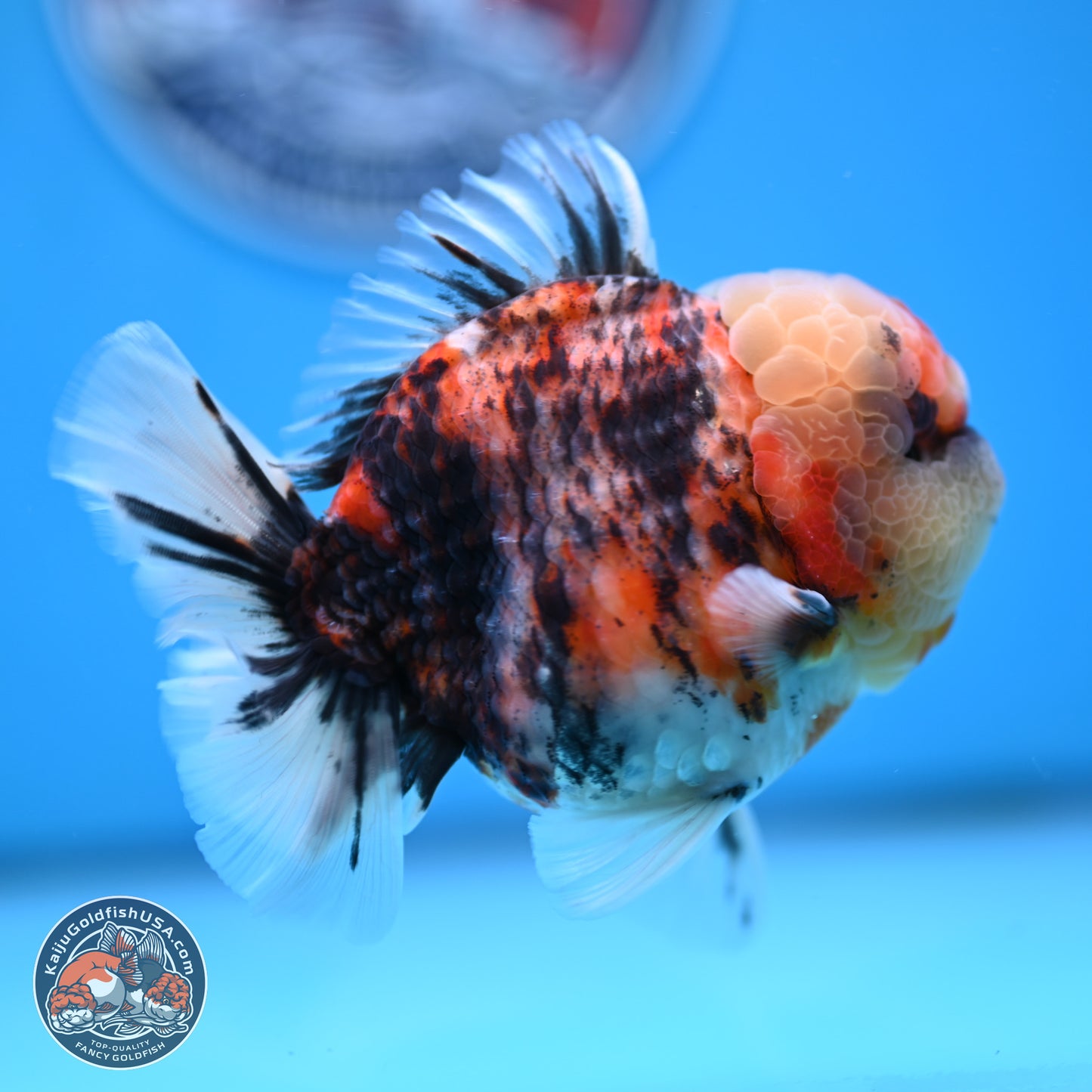 Tricolor Tiger YuanBao Oranda 3.5 inches Body - Male (250314_OR10)