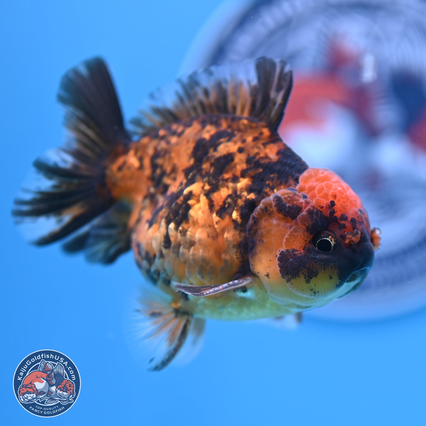 Shogun Tiger YuanBao Oranda 3.5in Body (240802_OR10) - Kaiju Goldfish USA