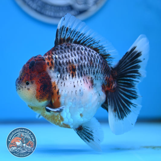 Grey Kirin Rose Tail Oranda 4 inches Body (250516_OR10)