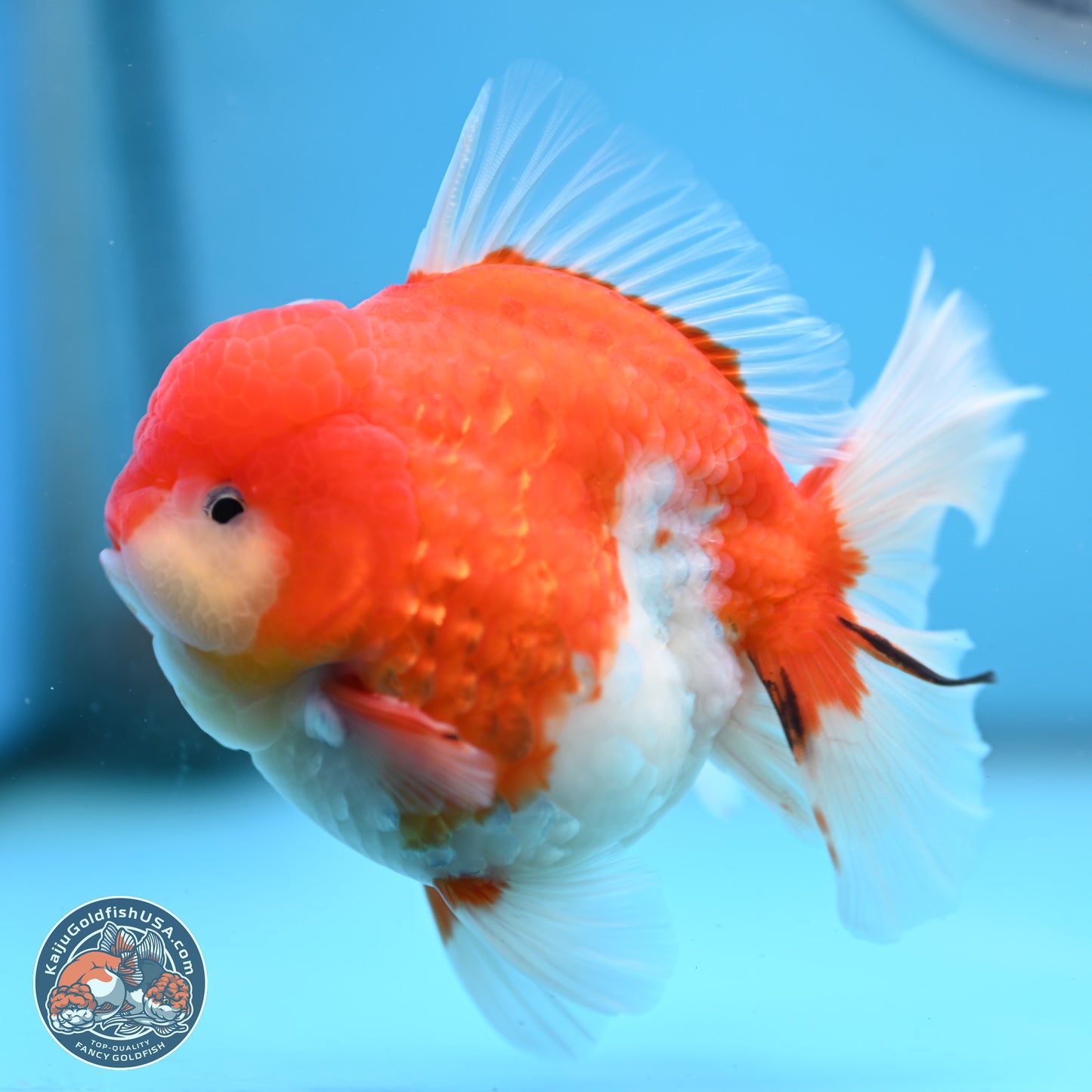 Tricolor Sakura Rose Tail Oranda 3.5 inches Body - Male (250214_OR10)