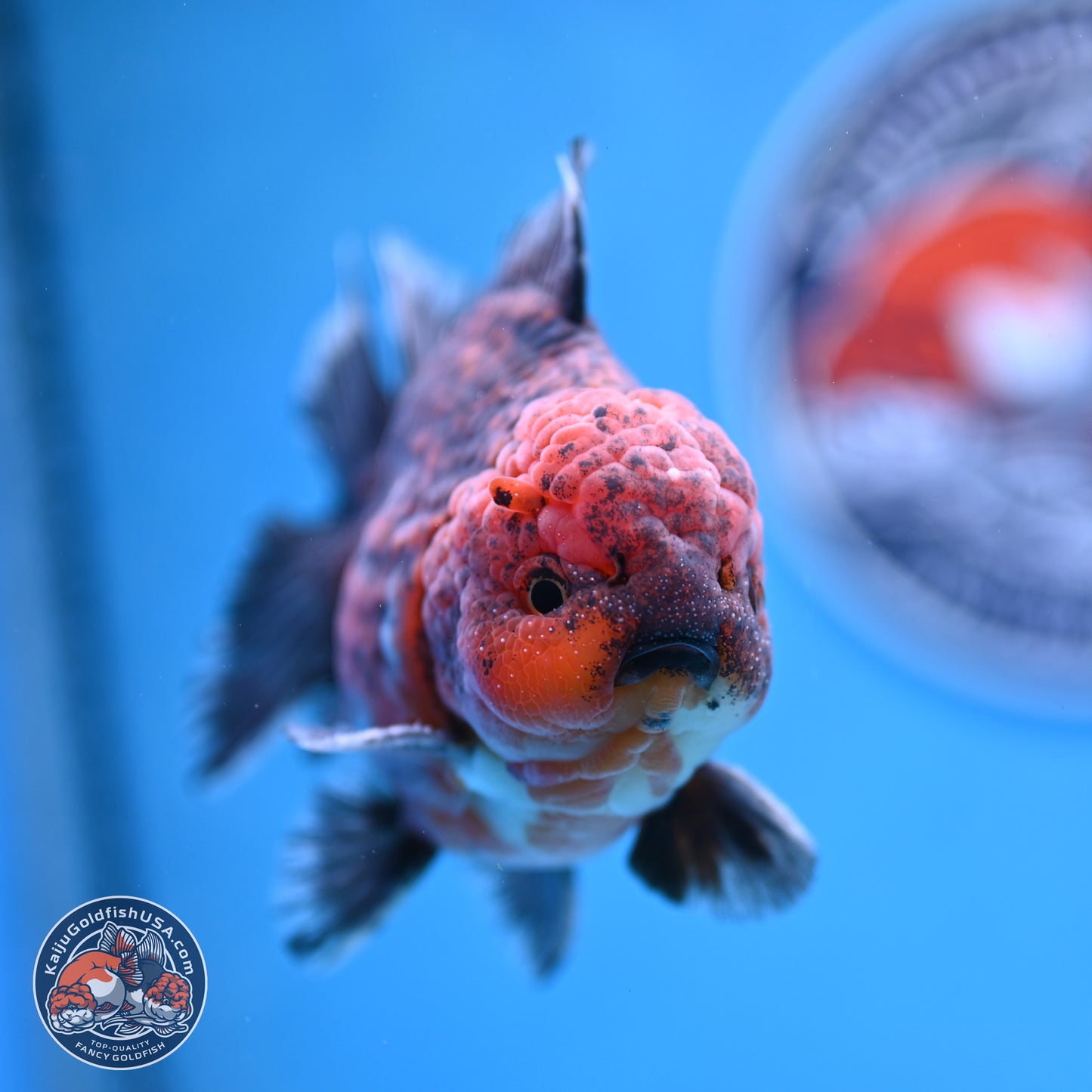 Red Kirin YuanBao Oranda 5 inches - Male (241129_OR10) - Kaiju Goldfish USA