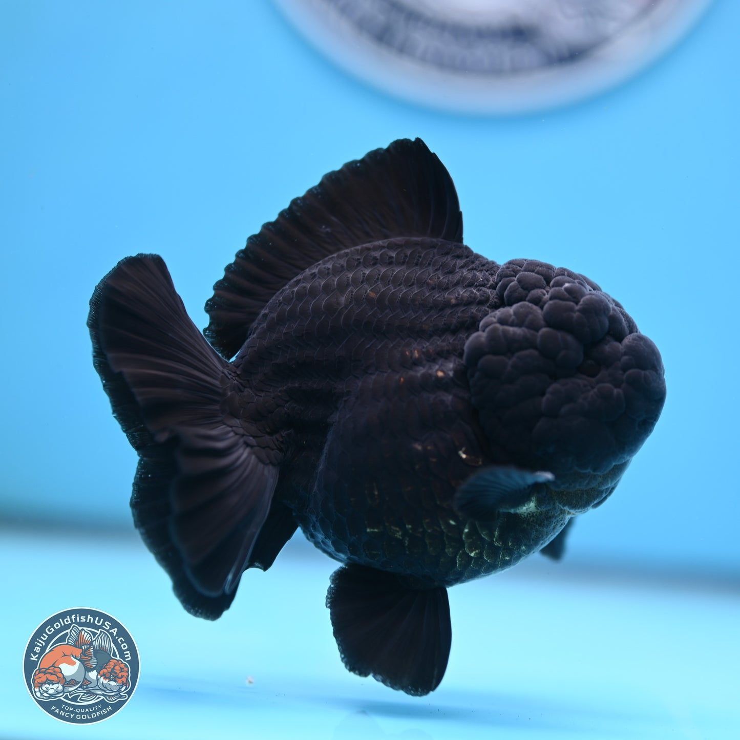 Shogun Jet Black Oranda 3.5 inches Body - Male (250207_OR10)