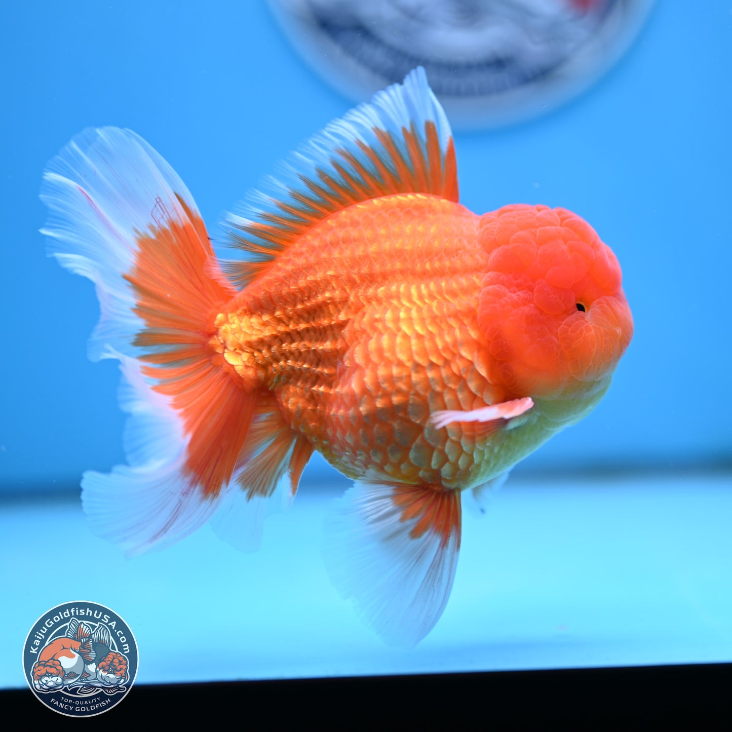 Classic Red Rose Tail Oranda 4 inches Body - Male (250404_OR10)