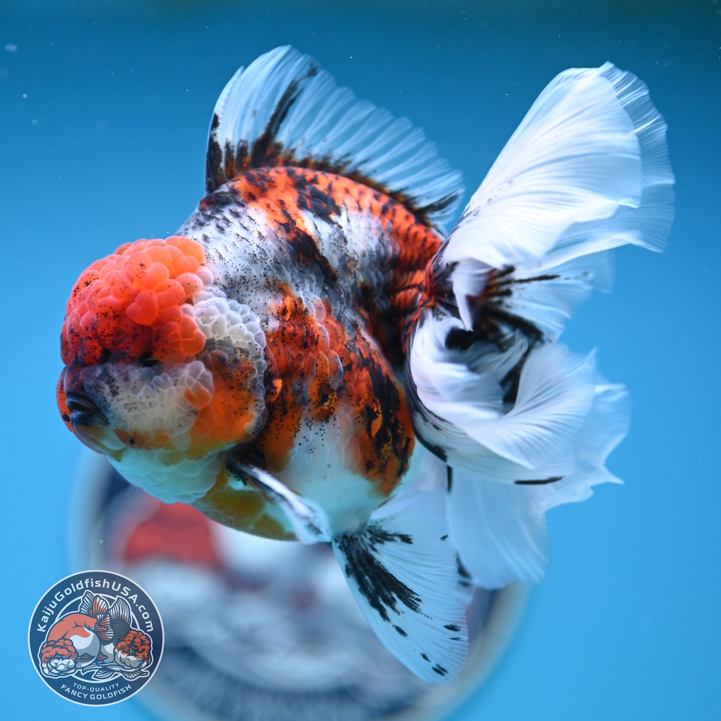 Tricolor Tiger Rose Tail Oranda 4 inches Body (250502_OR10)