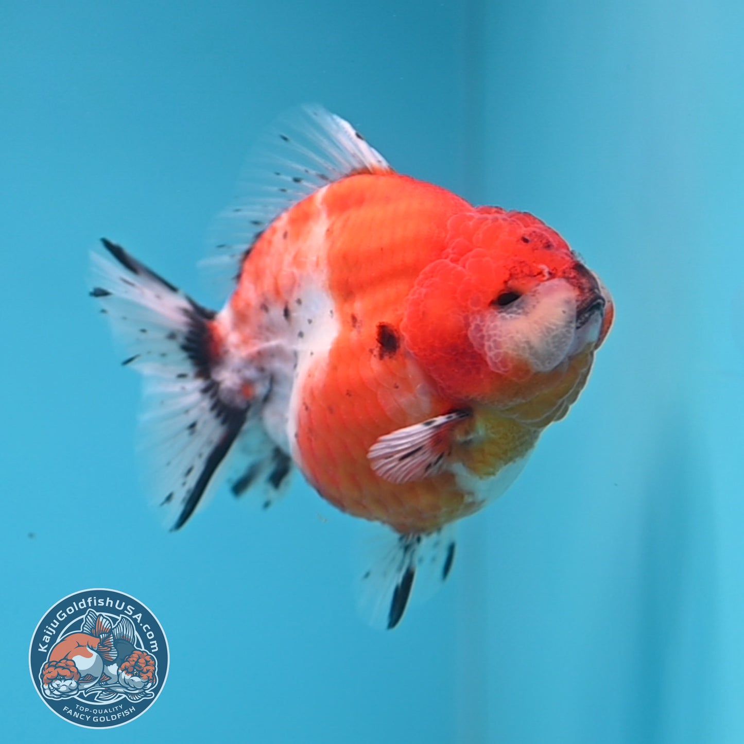 Shogun Tricolor Sakura Oranda 3.5 inches Body (250530_OR10)