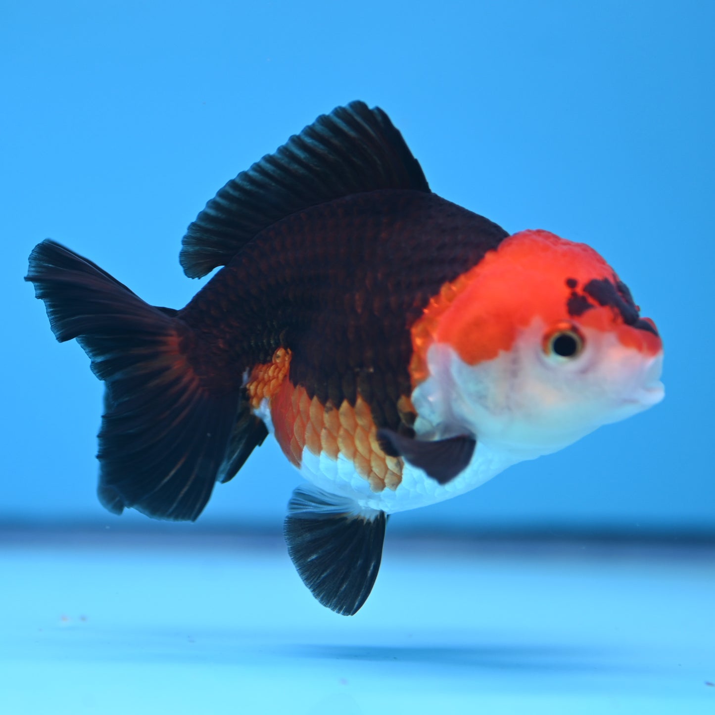 Tricolor Oranda 3.5-4 inches (241011_OR10) - Kaiju Goldfish USA