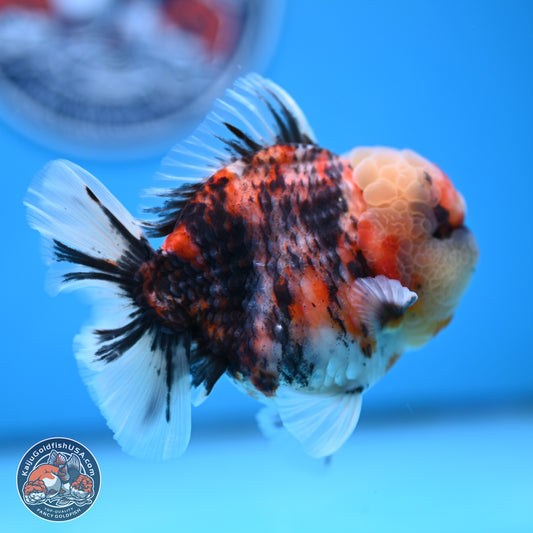 Tricolor Tiger YuanBao Oranda 3.5 inches Body - Male (250314_OR10)