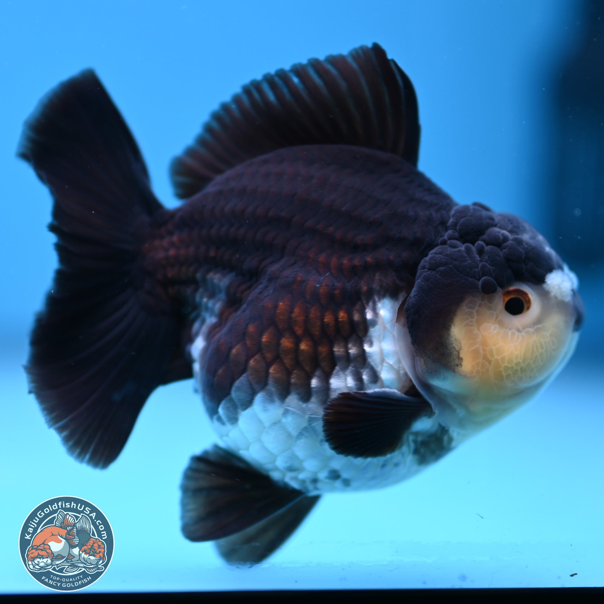 Panda YuanBao Oranda 3.5 inches Body - Male (241227_OR10) - Kaiju Goldfish USA