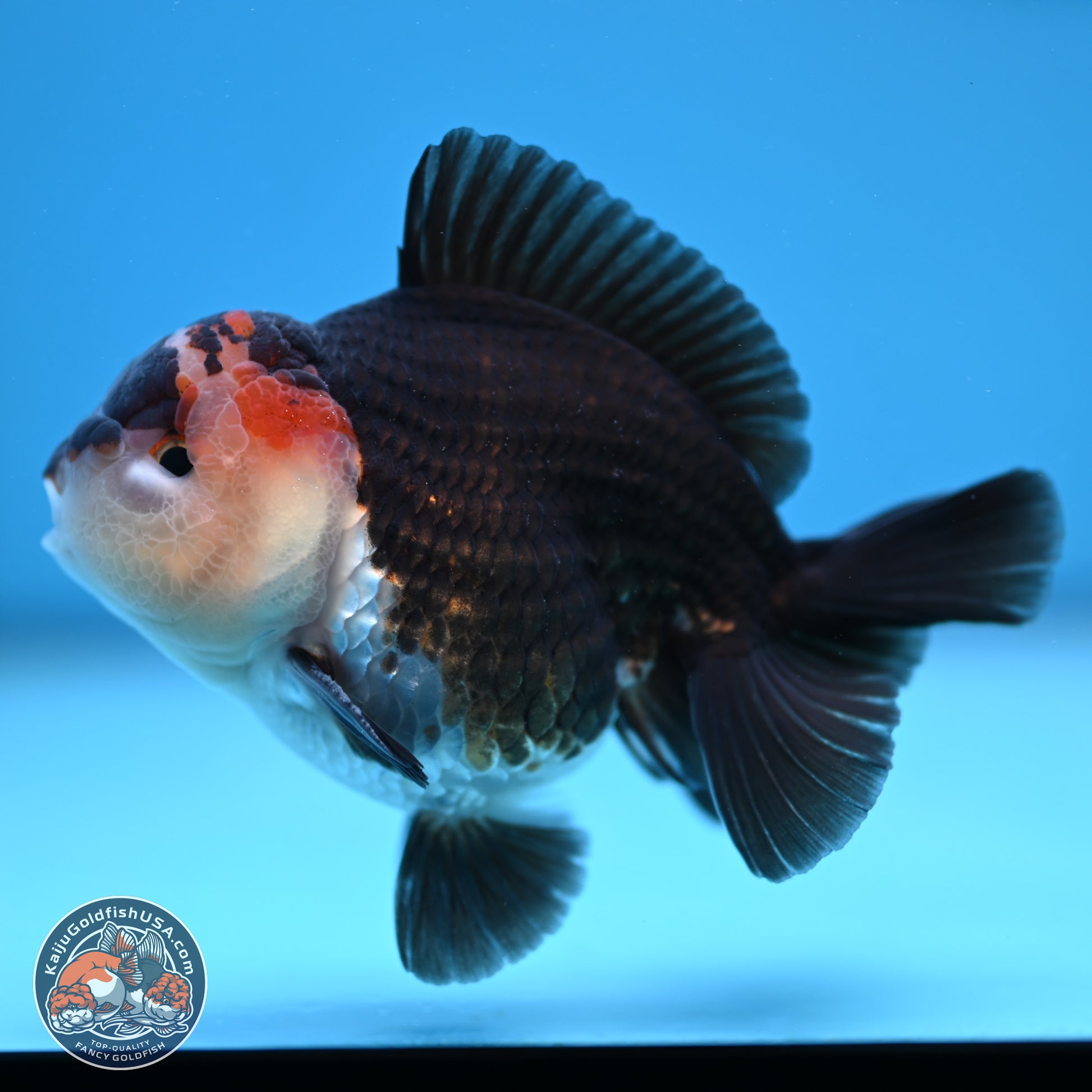 Tricolor Oranda 3.5-4.5 inches (240913_OR10) - Kaiju Goldfish USA