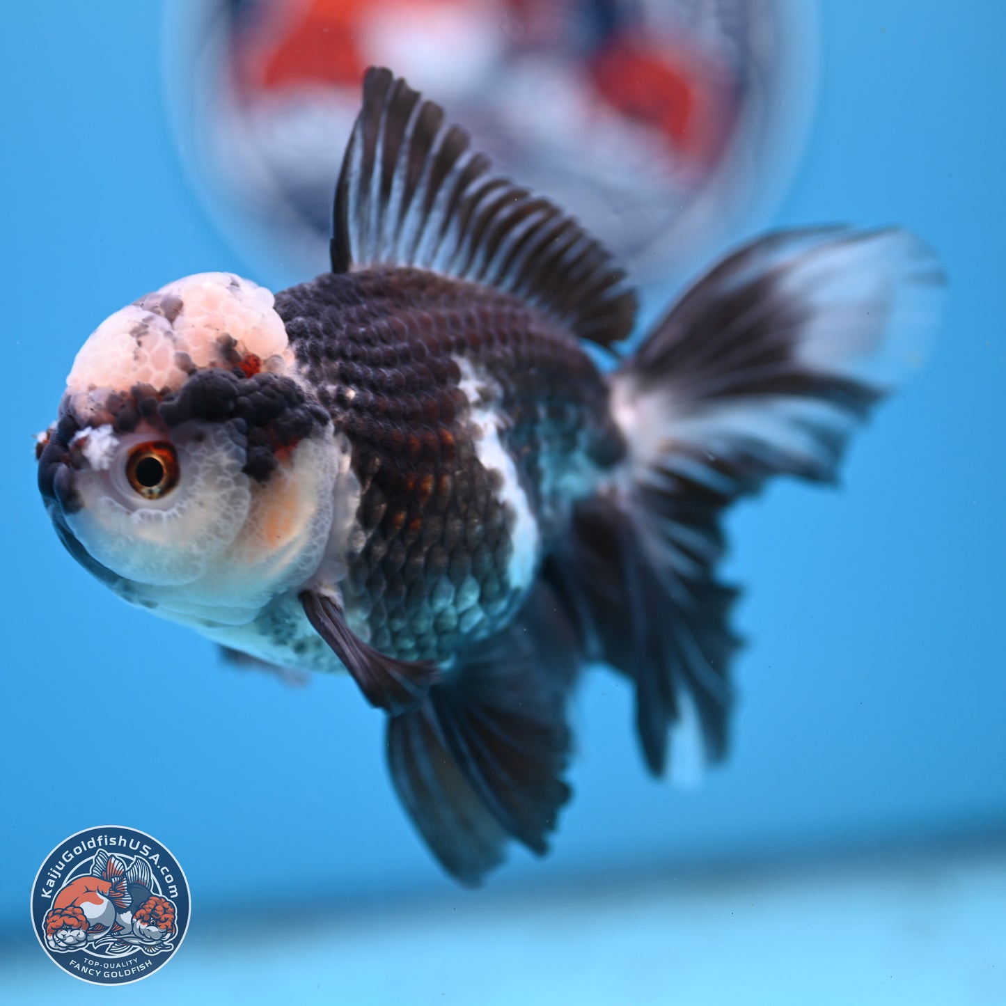 Panda Rose Tail Oranda 4.5 inches - Male (241206_OR10) - Kaiju Goldfish USA