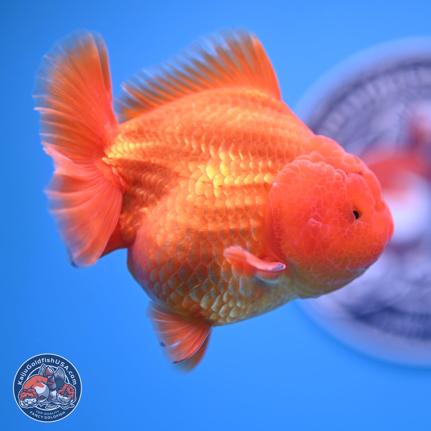 A Grade Shogun Classic Gold Short Tail Oranda 4-4.5 inches (240906_OR10) - Kaiju Goldfish USA