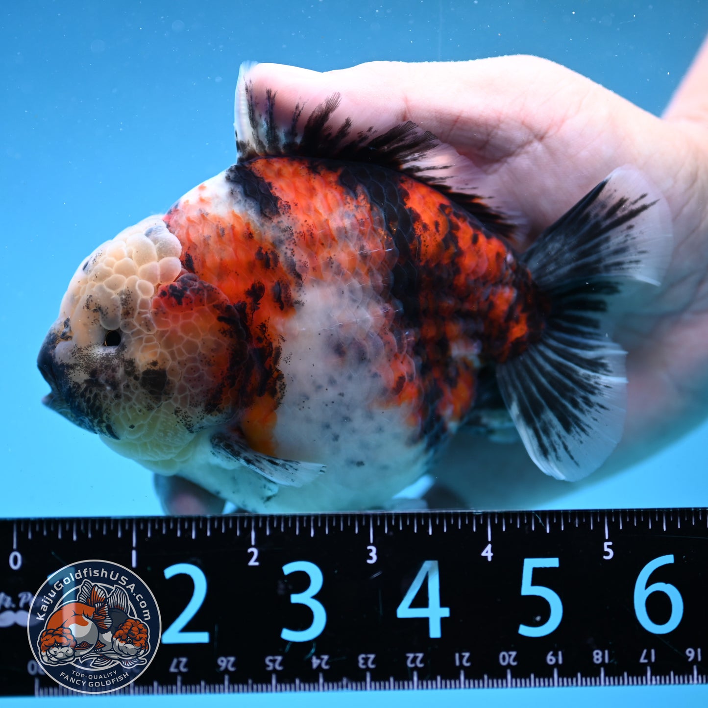 Sakura Tricolor Tiger Oranda 4 inch Body (250919_OR10)