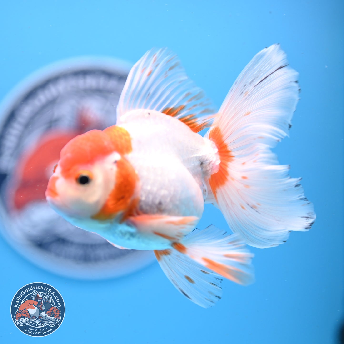 Red White Orchid Tail Oranda 3.25in Body (240830_OR10) - Kaiju Goldfish USA