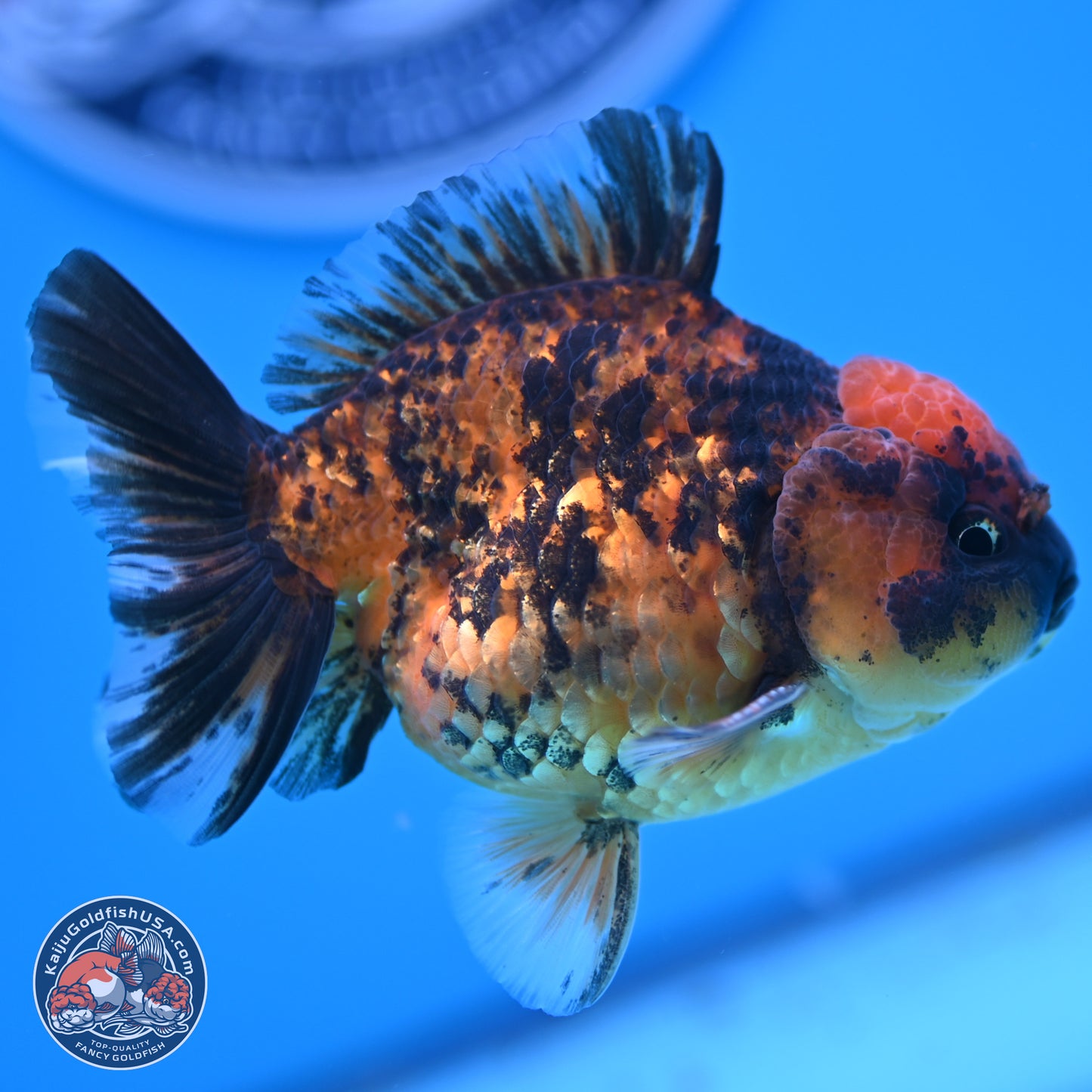 Shogun Tiger YuanBao Oranda 3.5in Body (240802_OR10) - Kaiju Goldfish USA