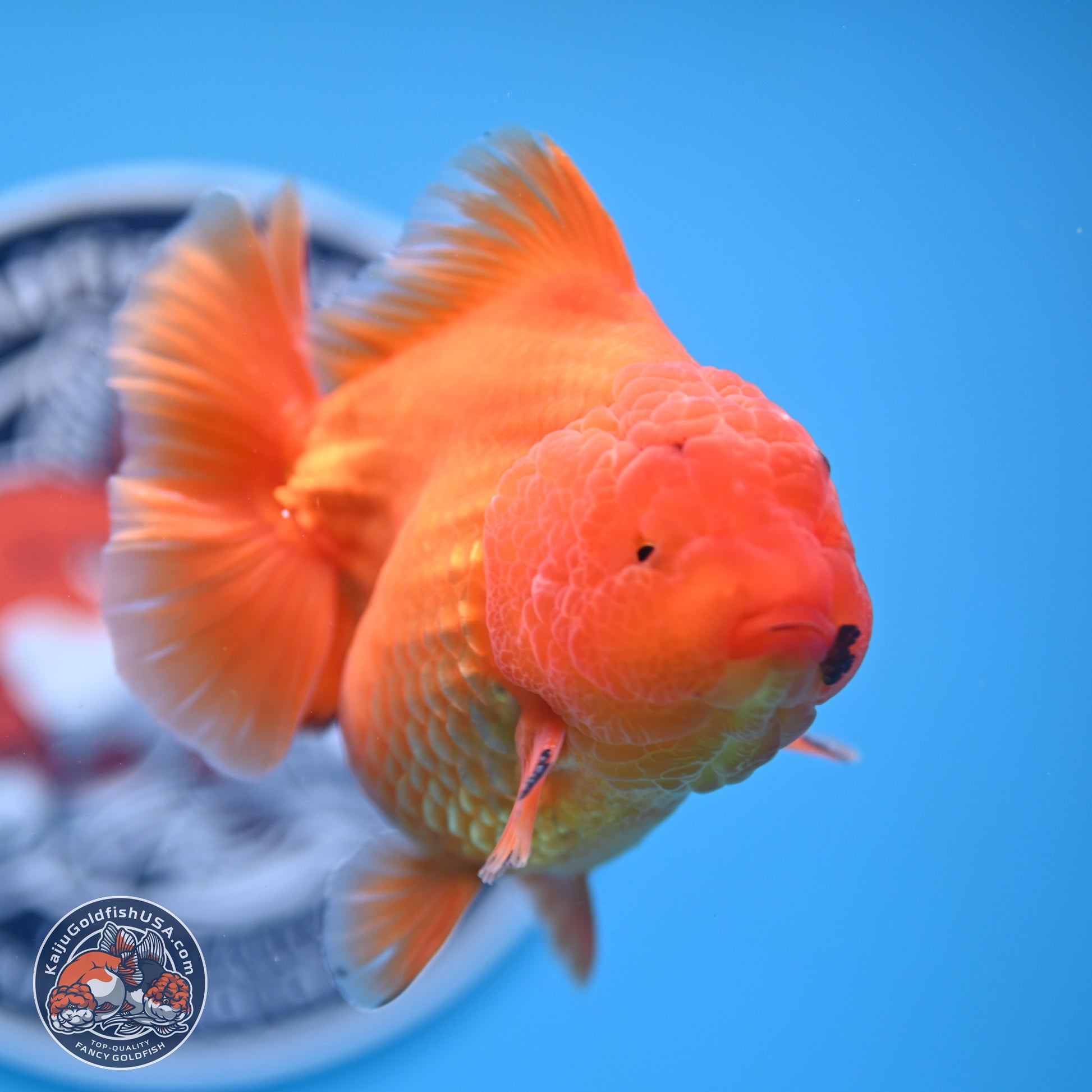 A Grade Shogun Classic Gold Short Tail Oranda 4-4.5 inches (240906_OR10) - Kaiju Goldfish USA