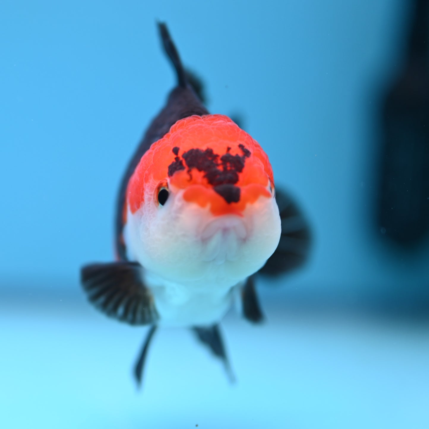 Tricolor Oranda 3.5-4 inches (241011_OR10) - Kaiju Goldfish USA