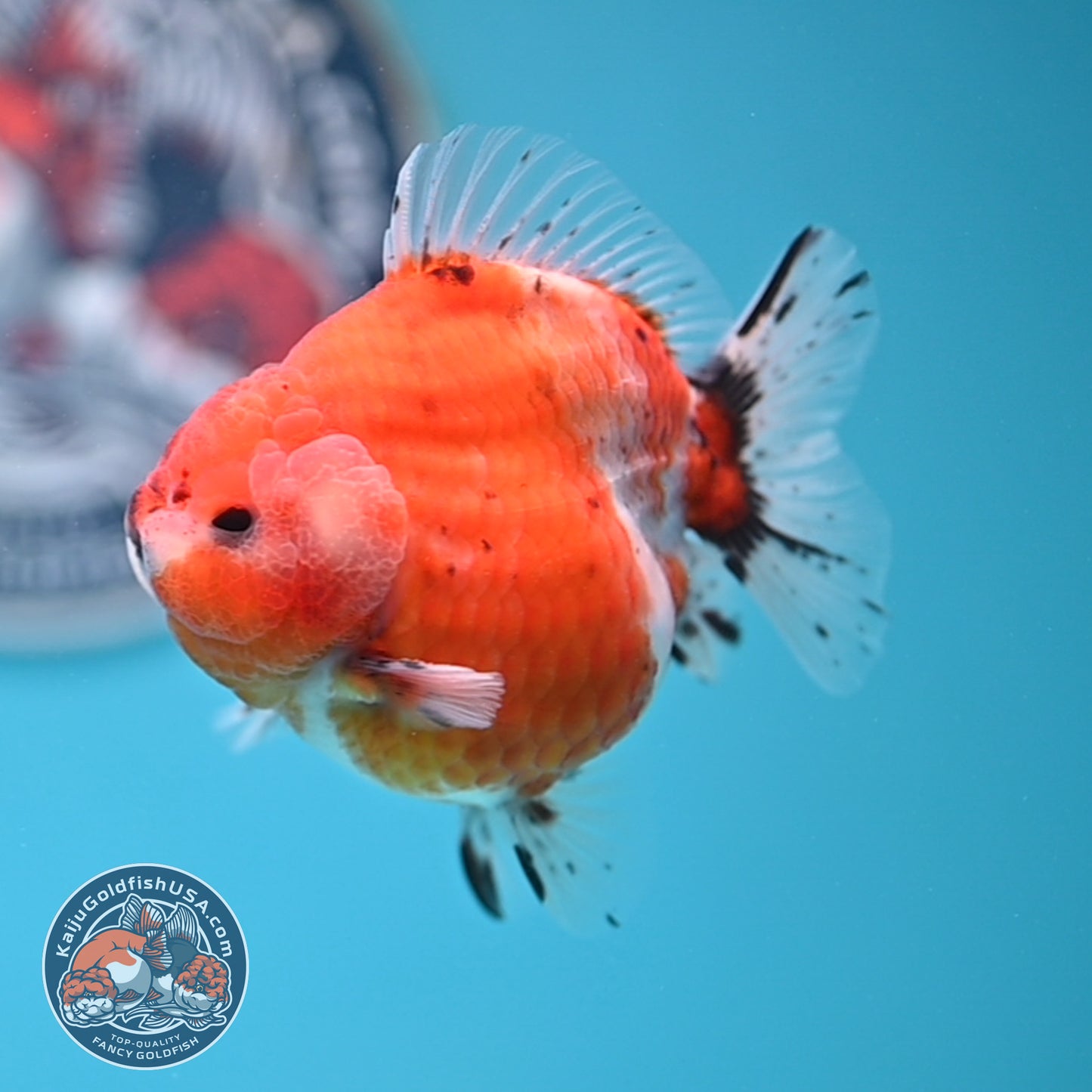 Shogun Tricolor Sakura Oranda 3.5 inches Body (250530_OR10)
