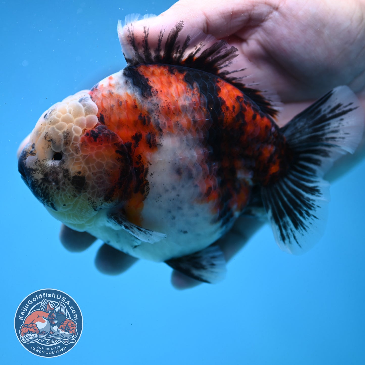 Sakura Tricolor Tiger Oranda 4 inch Body (250919_OR10)