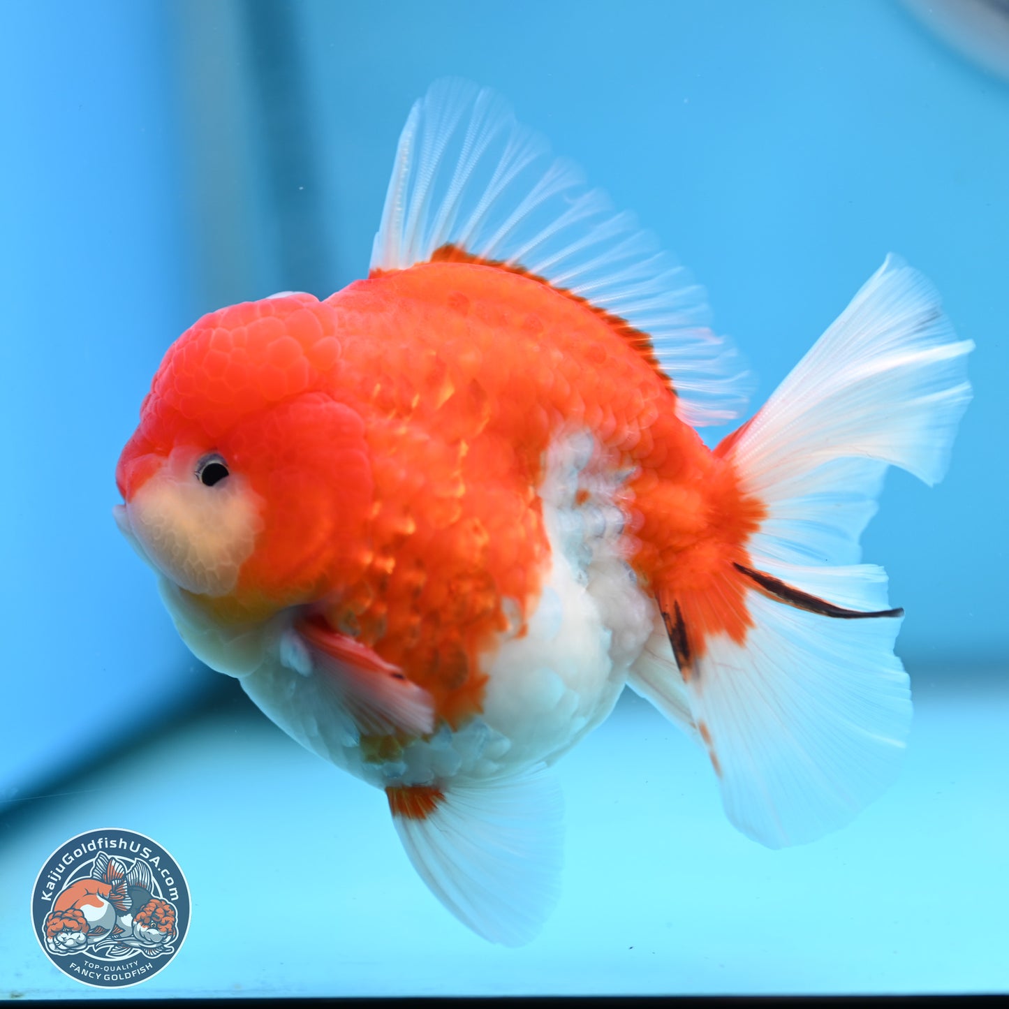 Tricolor Sakura Rose Tail Oranda 3.5 inches Body - Male (250214_OR10)