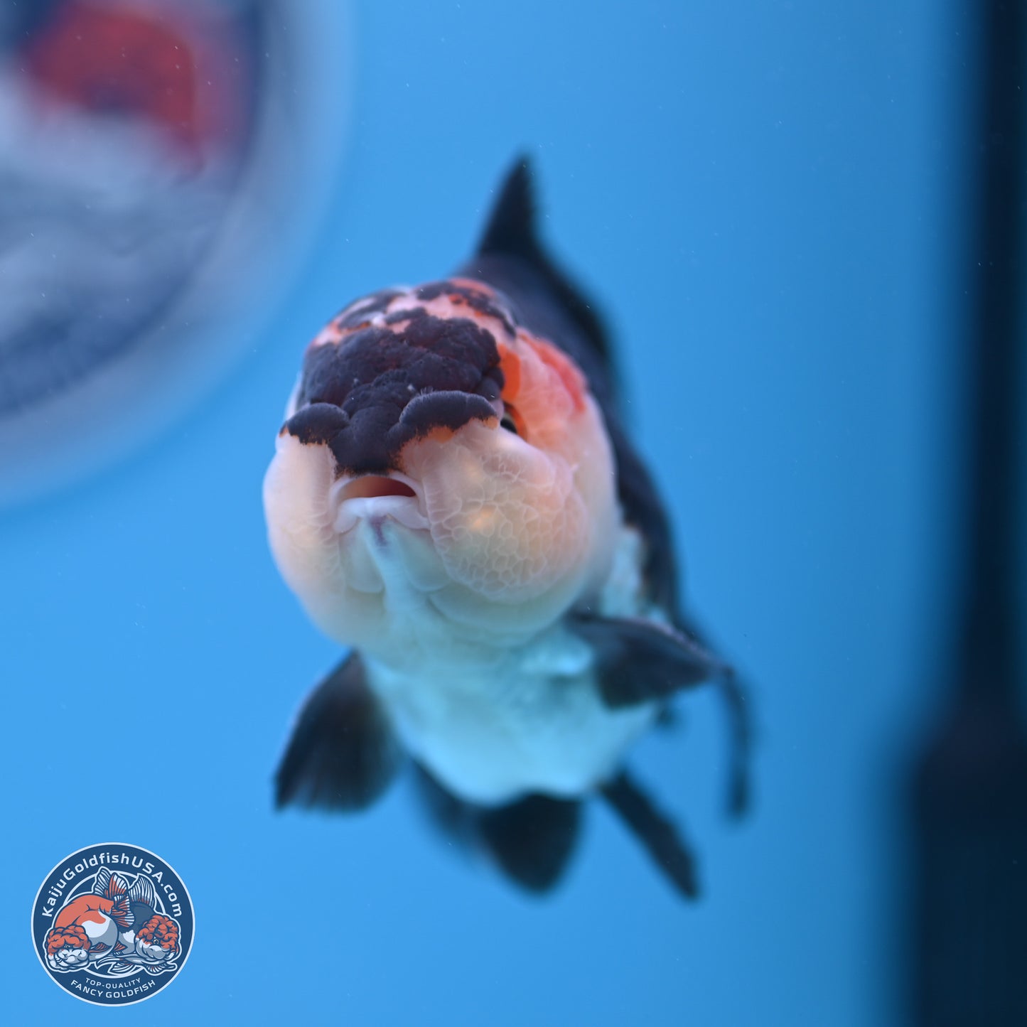 Tricolor Oranda 3.5-4.5 inches (240913_OR10) - Kaiju Goldfish USA