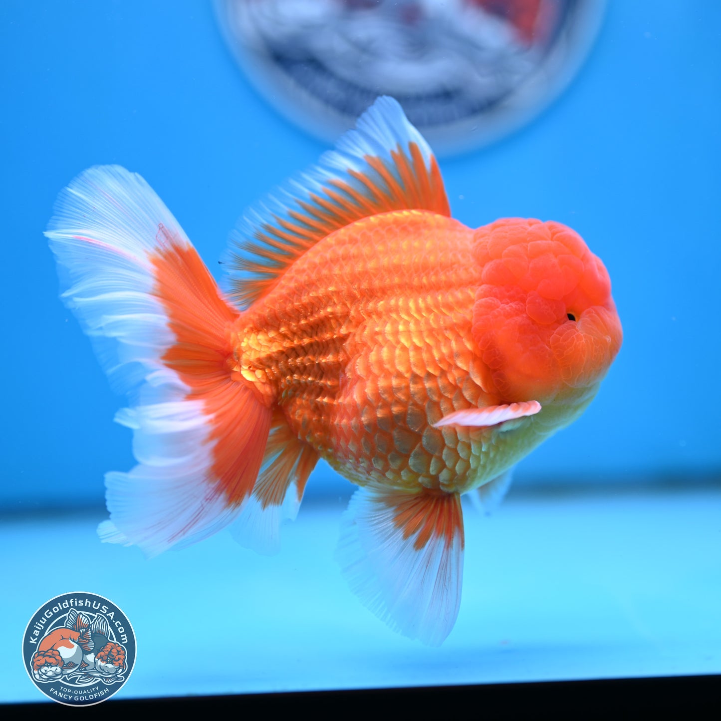 Classic Red Rose Tail Oranda 4 inches Body - Male (250404_OR10)