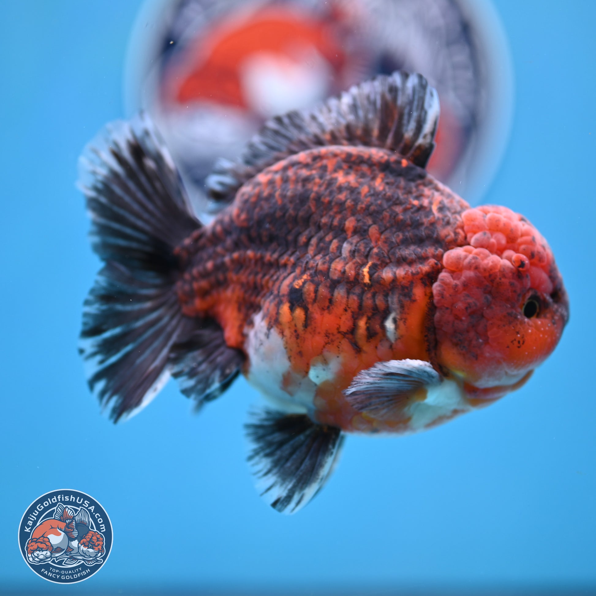 Red Kirin YuanBao Oranda 5 inches - Male (241129_OR10) - Kaiju Goldfish USA