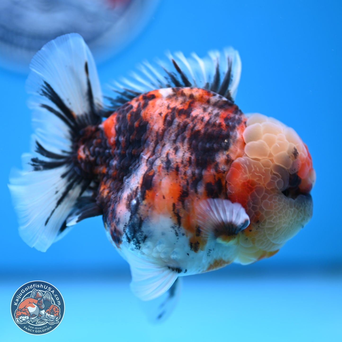 Tricolor Tiger YuanBao Oranda 3.5 inches Body - Male (250314_OR10)
