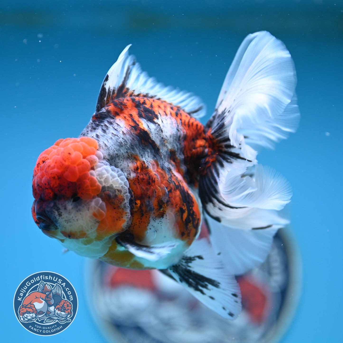Tricolor Tiger Rose Tail Oranda 4 inches Body (250502_OR10)