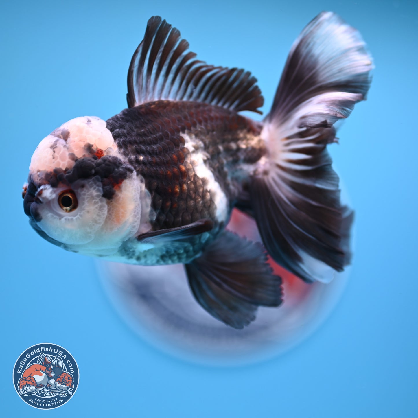 Panda Rose Tail Oranda 4.5 inches - Male (241206_OR10) - Kaiju Goldfish USA