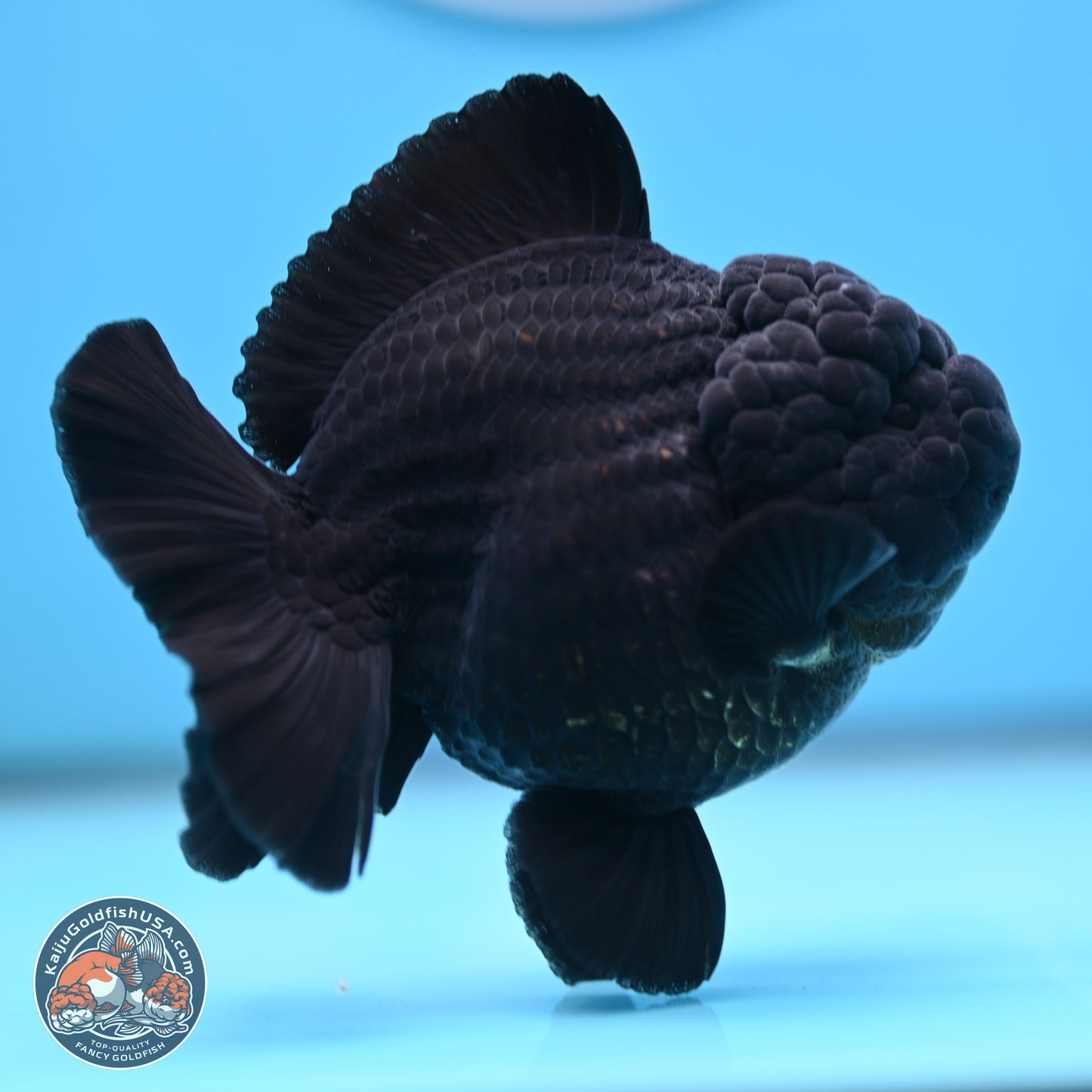 Shogun Jet Black Oranda 3.5 inches Body - Male (250207_OR10)