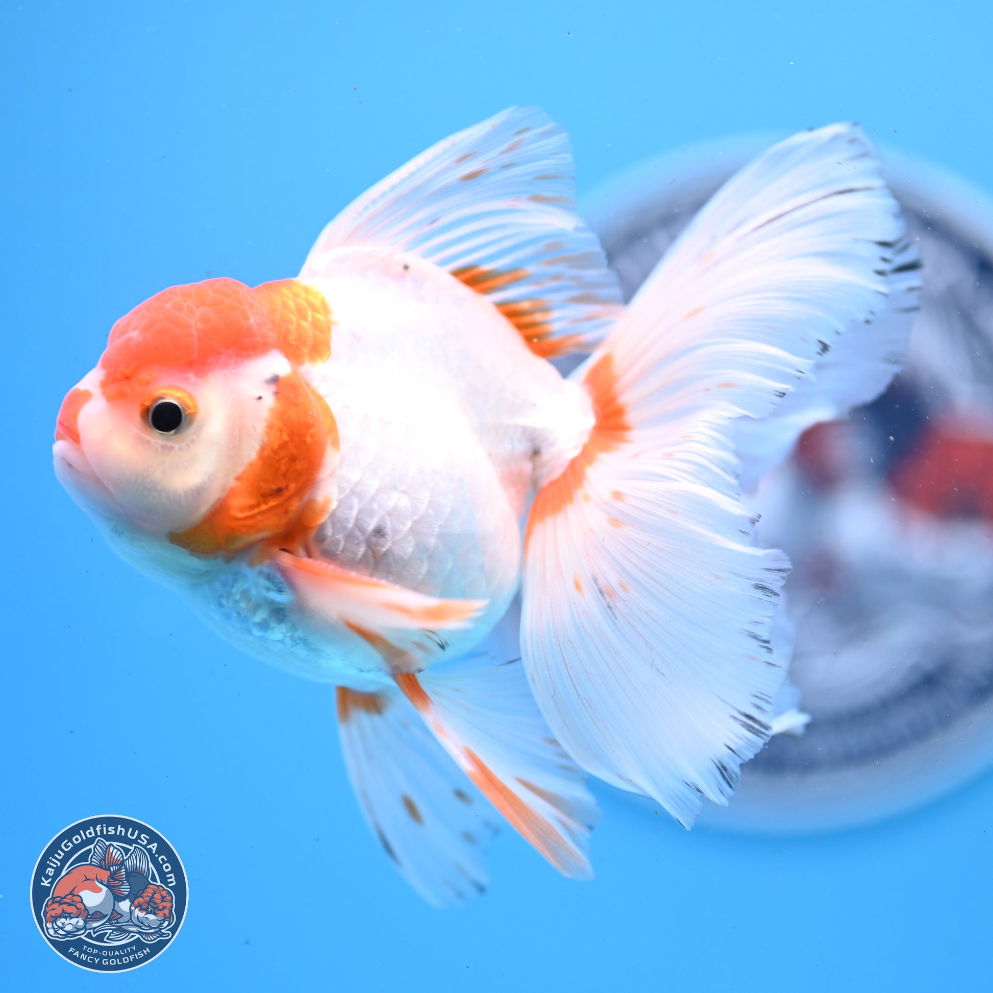 Red White Orchid Tail Oranda 3.25in Body (240830_OR10) - Kaiju Goldfish USA