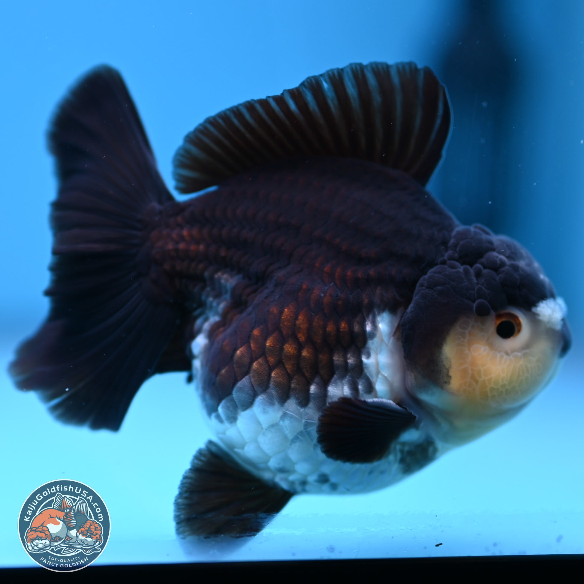 Panda YuanBao Oranda 3.5 inches Body - Male (241227_OR10) - Kaiju Goldfish USA