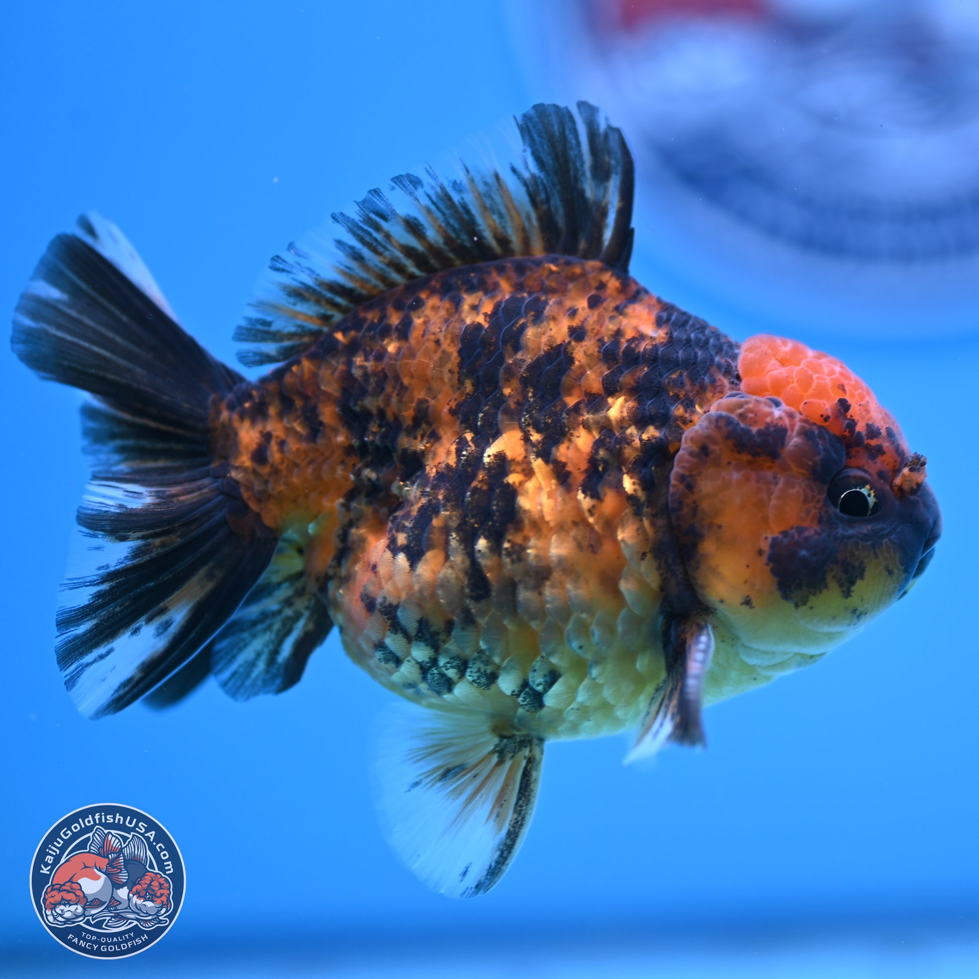 Shogun Tiger YuanBao Oranda 3.5in Body (240802_OR10) - Kaiju Goldfish USA