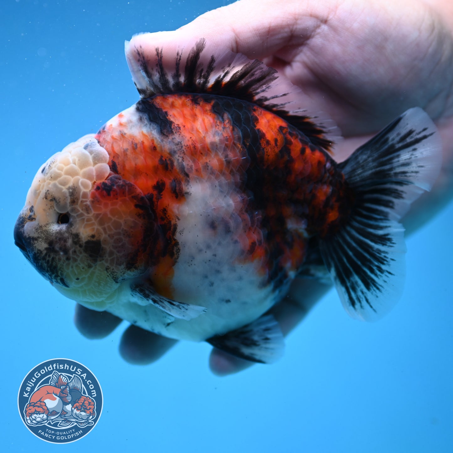 Sakura Tricolor Tiger Oranda 4 inch Body (250919_OR10)
