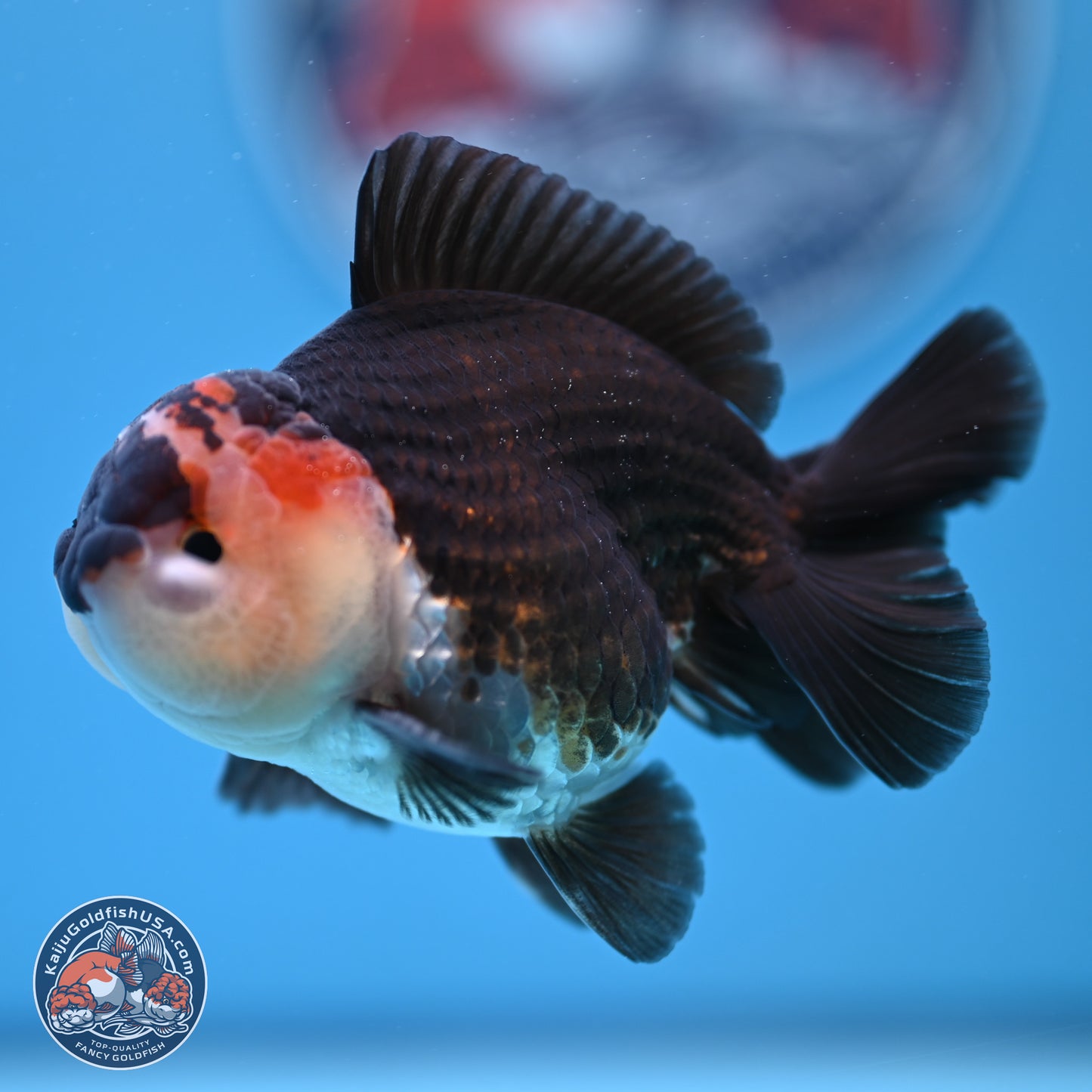 Tricolor Oranda 3.5-4.5 inches (240913_OR10) - Kaiju Goldfish USA