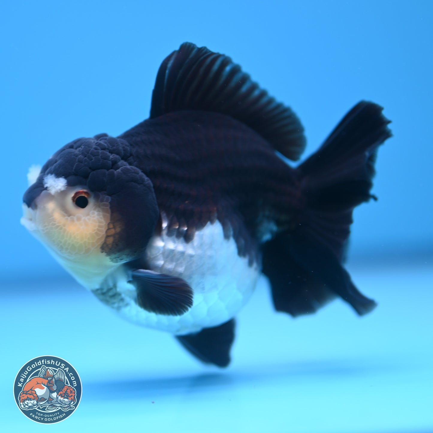 Panda YuanBao Oranda 3.5 inches Body - Male (241227_OR10) - Kaiju Goldfish USA