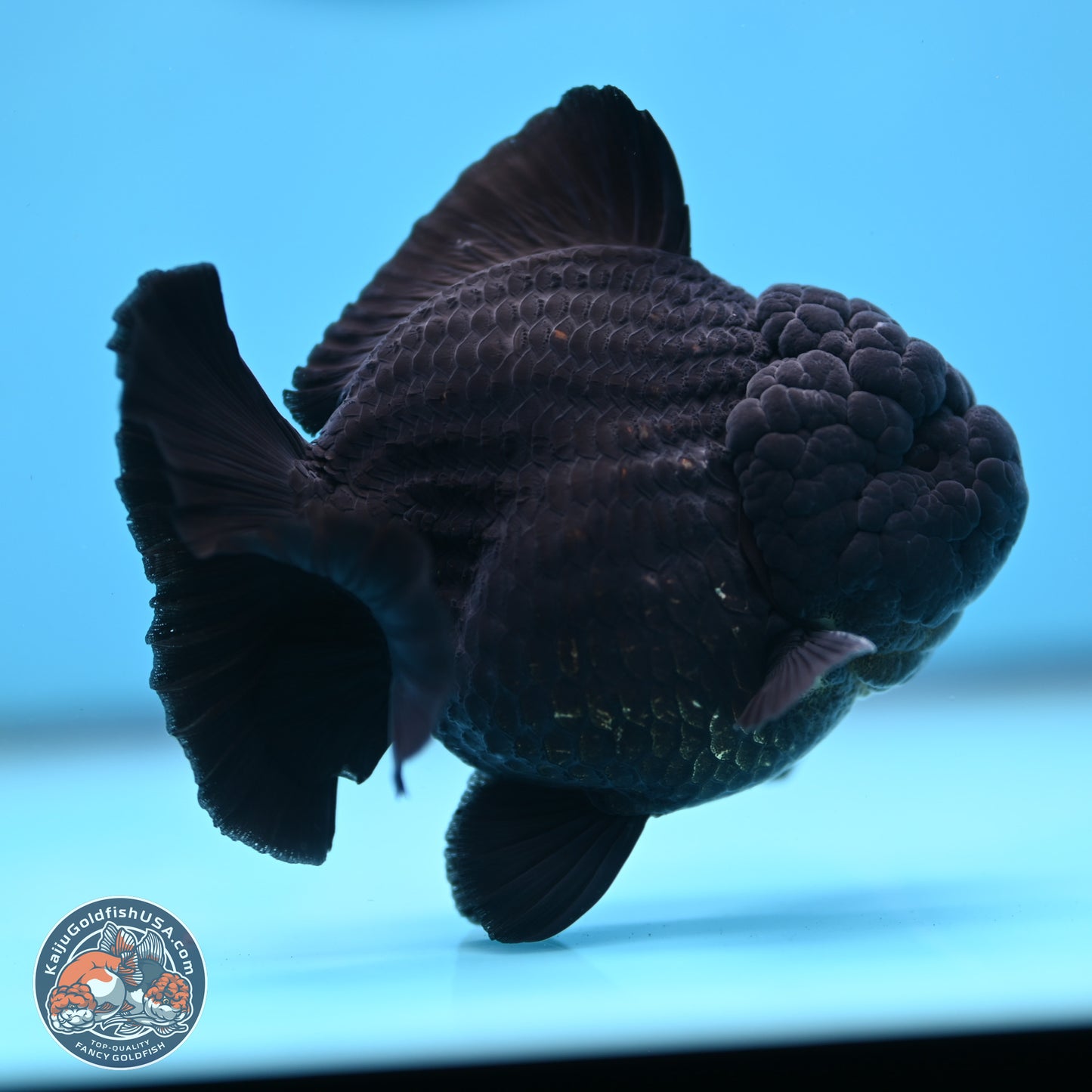 Shogun Jet Black Oranda 3.5 inches Body - Male (250207_OR10)