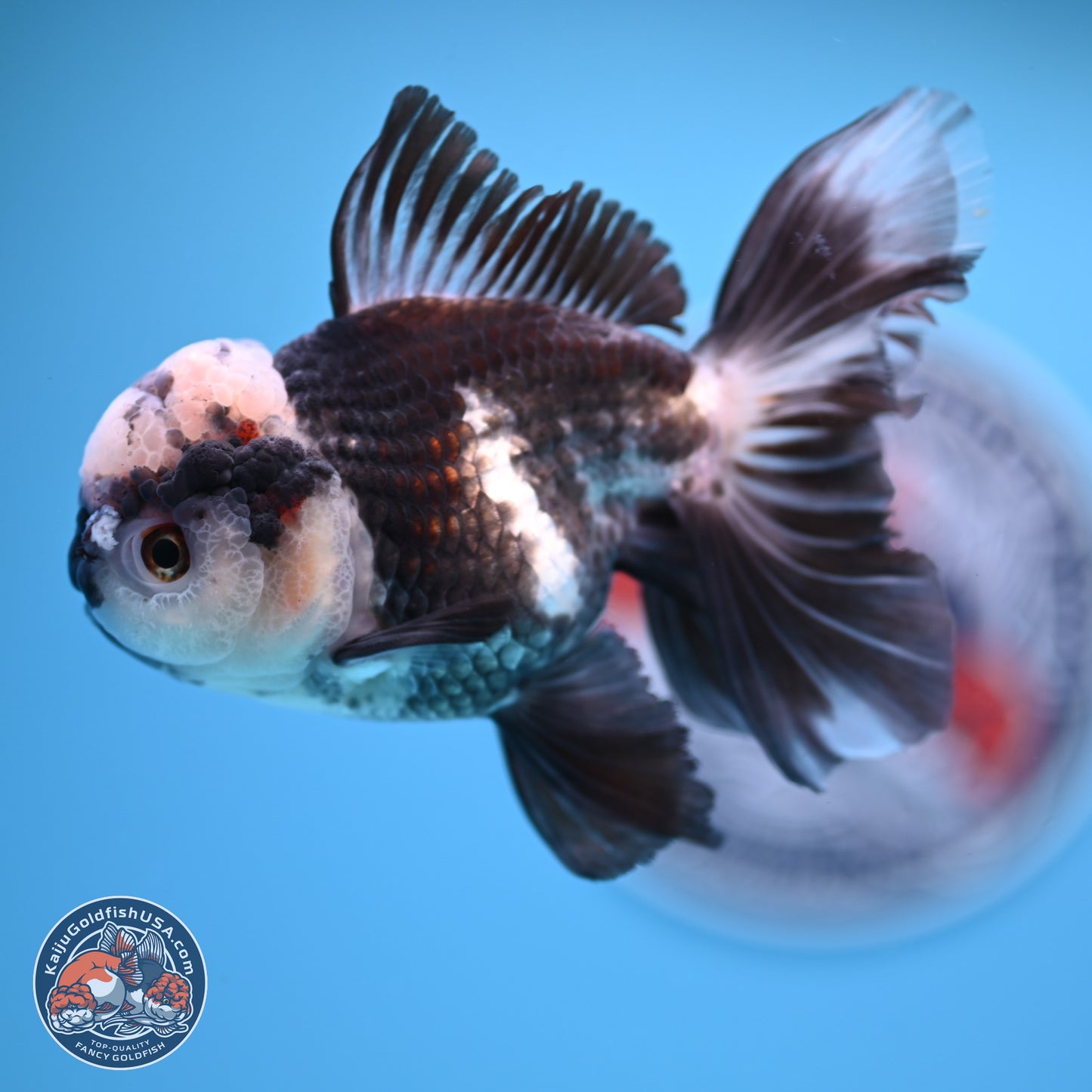 Panda Rose Tail Oranda 4.5 inches - Male (241206_OR10) - Kaiju Goldfish USA