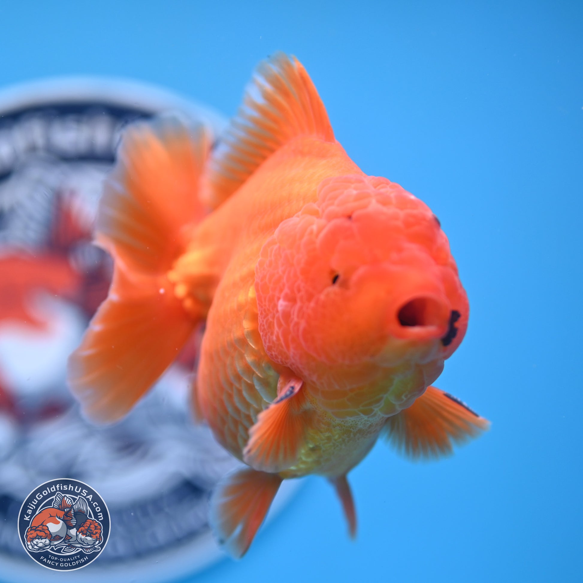 A Grade Shogun Classic Gold Short Tail Oranda 4-4.5 inches (240906_OR10) - Kaiju Goldfish USA