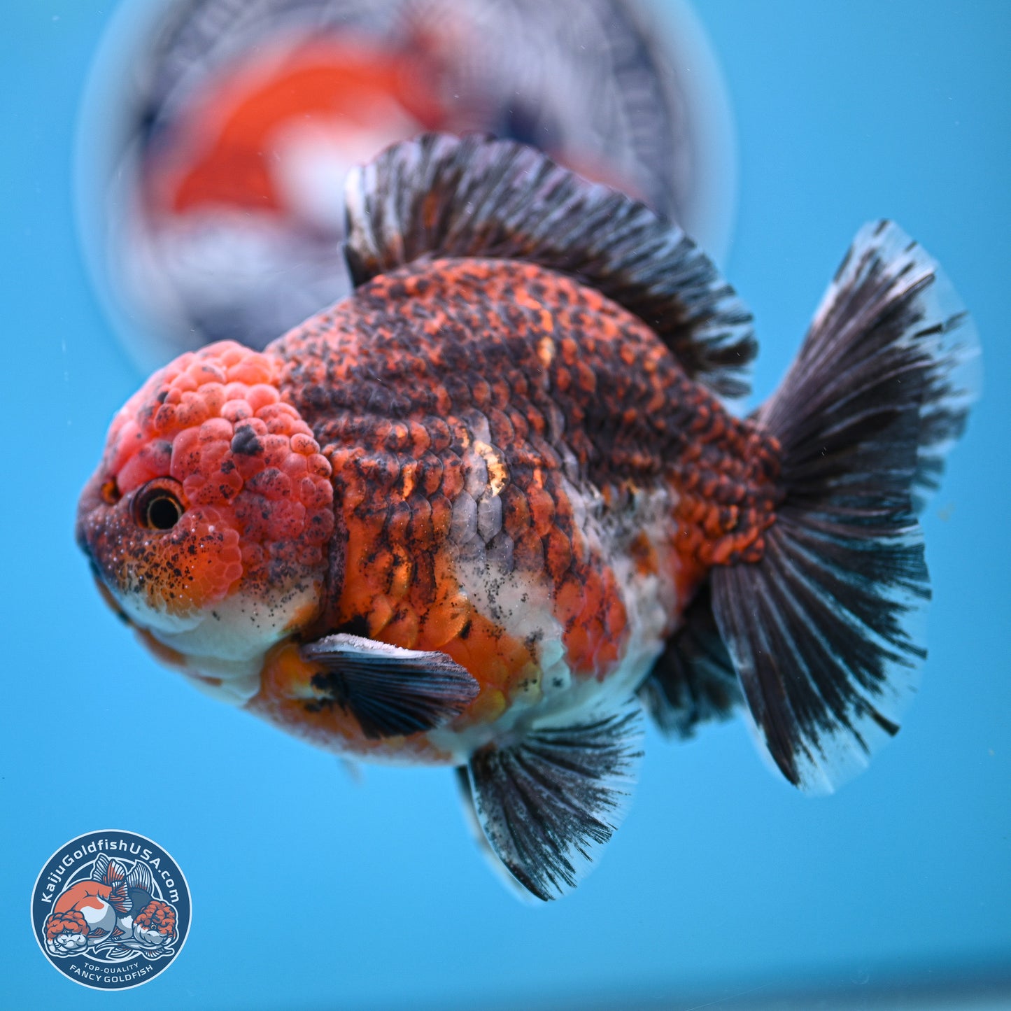 Red Kirin YuanBao Oranda 5 inches - Male (241129_OR10) - Kaiju Goldfish USA