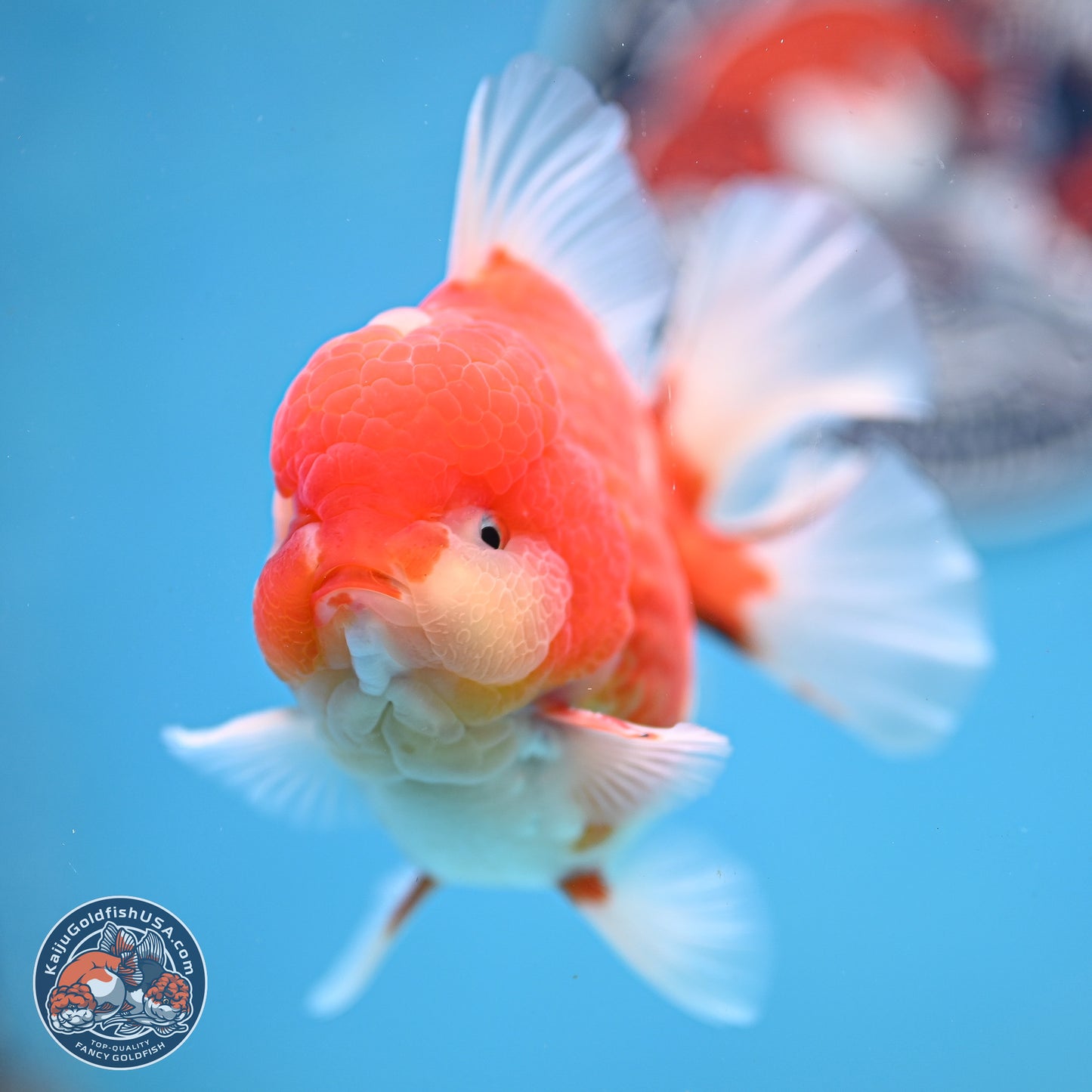 Tricolor Sakura Rose Tail Oranda 3.5 inches Body - Male (250214_OR10)