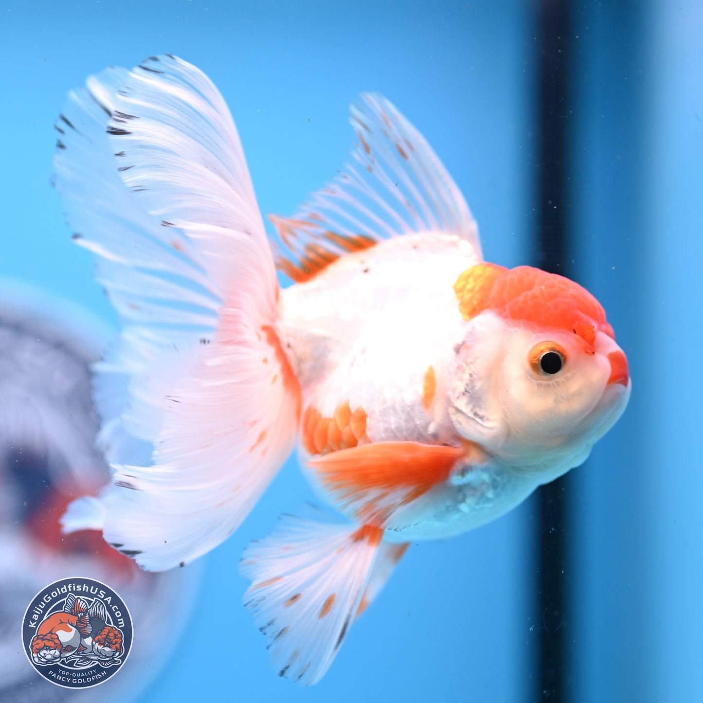 Red White Orchid Tail Oranda 3.25in Body (240830_OR10) - Kaiju Goldfish USA