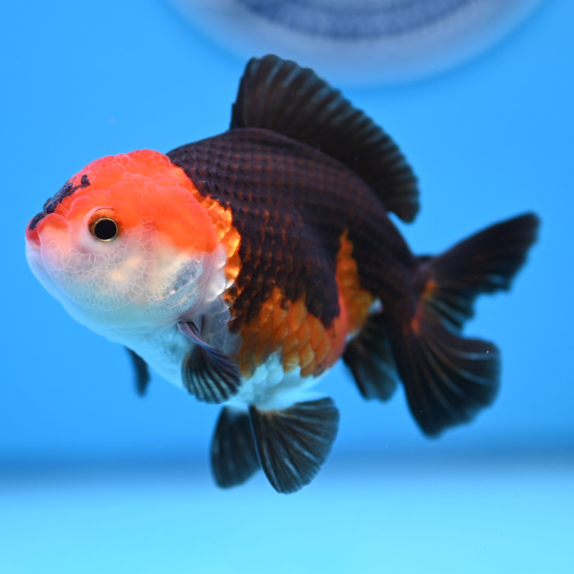 Tricolor Oranda 3.5-4 inches (241011_OR10) - Kaiju Goldfish USA