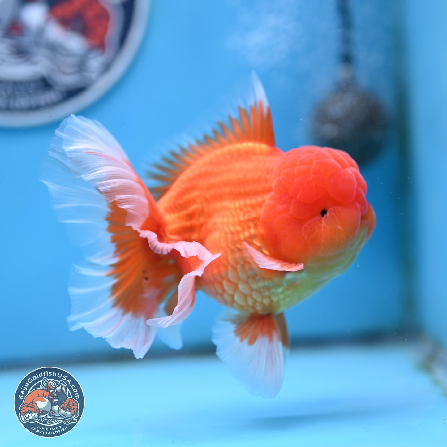 Classic Red Rose Tail Oranda 4 inches Body - Male (250404_OR10)