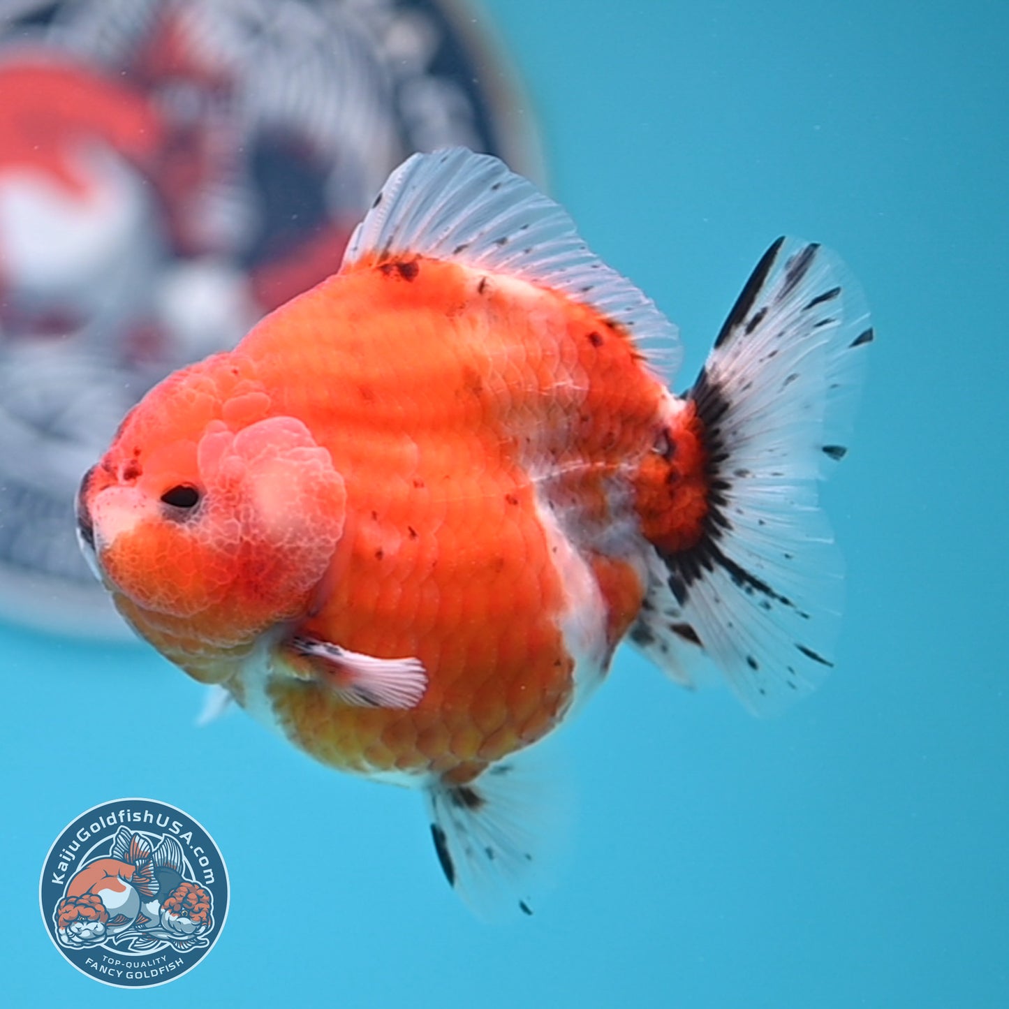 Shogun Tricolor Sakura Oranda 3.5 inches Body (250530_OR10)