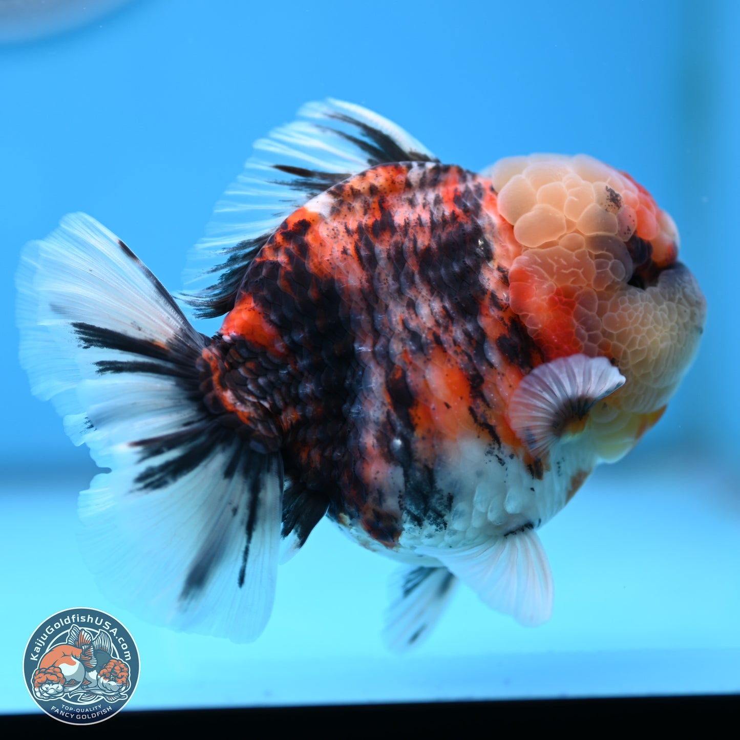 Tricolor Tiger YuanBao Oranda 3.5 inches Body - Male (250314_OR10)