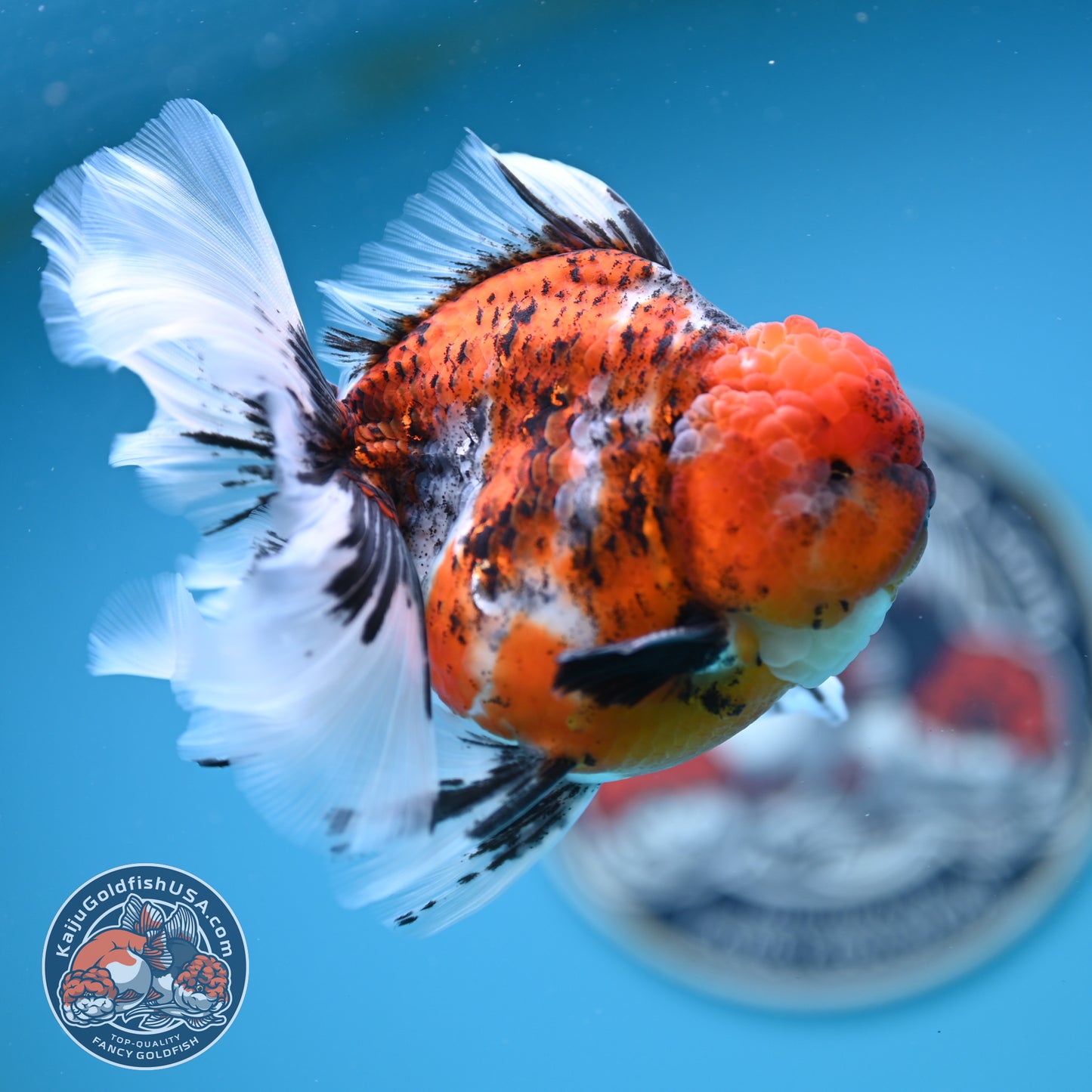 Tricolor Tiger Rose Tail Oranda 4 inches Body (250502_OR10)